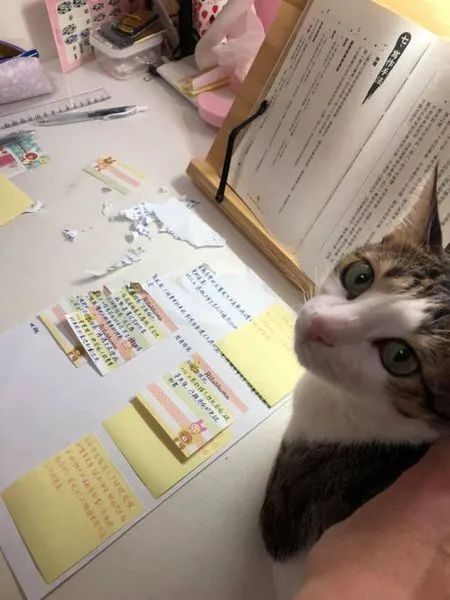 养猫的人有多痛苦?看到第三张图窒息了-微信头条网 养猫的人有多痛苦?看到第三张图窒息了