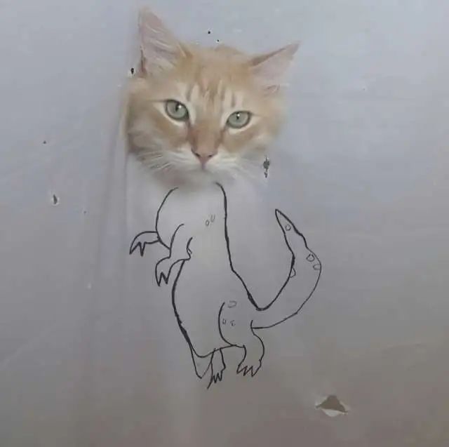 养猫的人有多痛苦?看到第三张图窒息了-微信头条网 养猫的人有多痛苦?看到第三张图窒息了