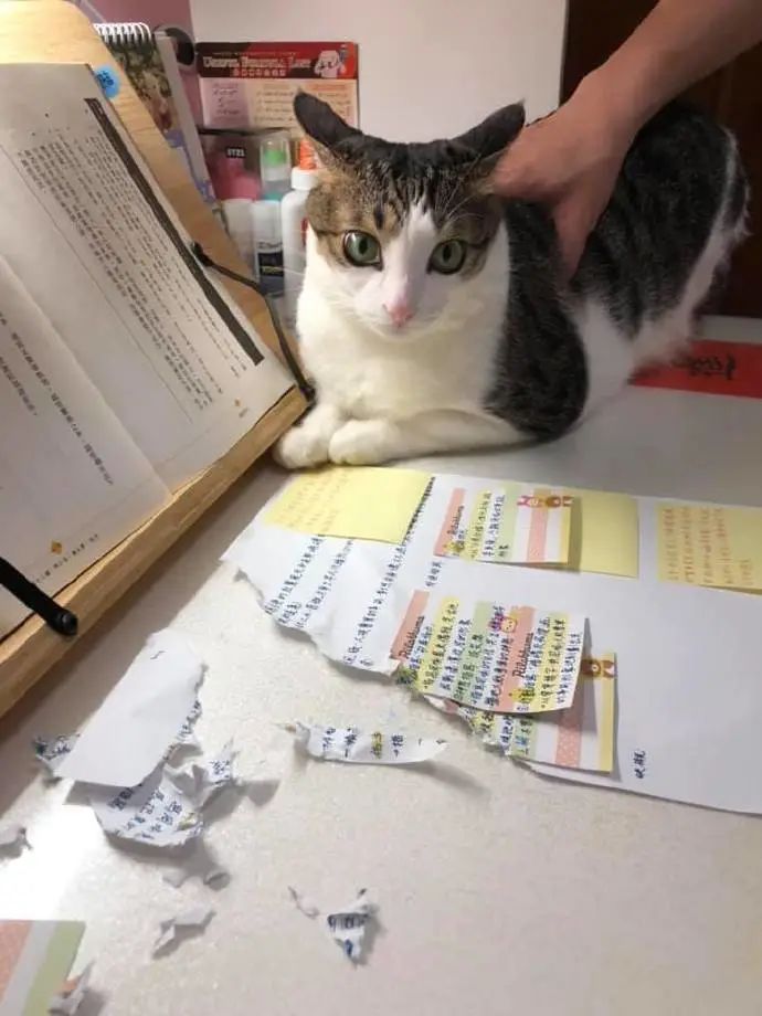 养猫的人有多痛苦?看到第三张图窒息了-微信头条网 养猫的人有多痛苦?看到第三张图窒息了