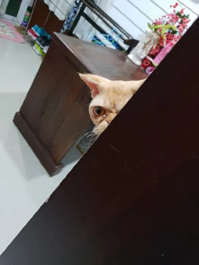 养猫的人有多痛苦?看到第三张图窒息了-微信头条网 养猫的人有多痛苦?看到第三张图窒息了