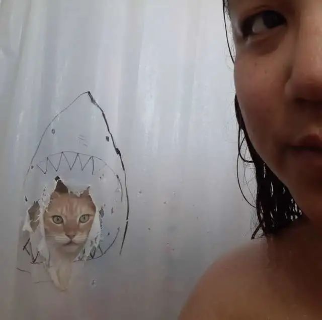 养猫的人有多痛苦?看到第三张图窒息了-微信头条网 养猫的人有多痛苦?看到第三张图窒息了