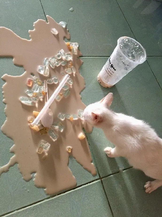 养猫的人有多痛苦?看到第三张图窒息了-微信头条网 养猫的人有多痛苦?看到第三张图窒息了
