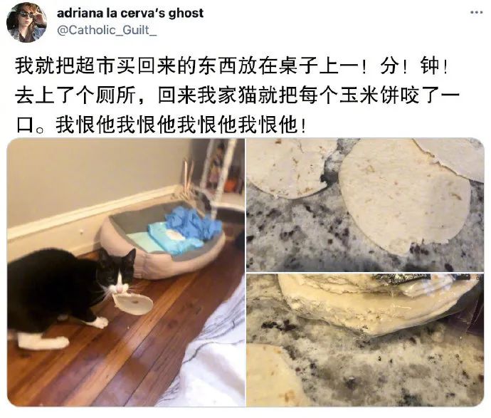 养猫的人有多痛苦?看到第三张图窒息了-微信头条网 养猫的人有多痛苦?看到第三张图窒息了