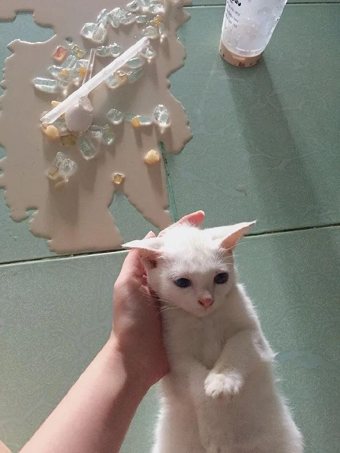 养猫的人有多痛苦?看到第三张图窒息了-微信头条网 养猫的人有多痛苦?看到第三张图窒息了