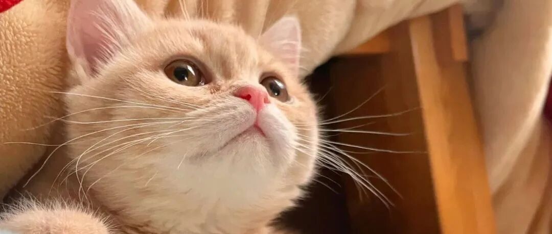 猫奴投错胎变成狗？这只狂热舔狗爱上猫咪的故事有亿点点真实！