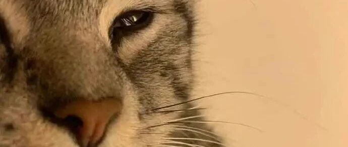 猫猫赖床不想起，给100000000条小鱼干也不起！