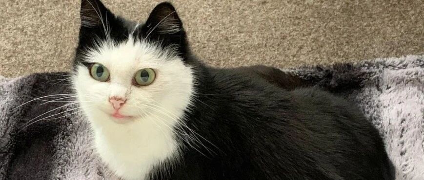 领养了一只被人遗弃的奶牛猫，一年后...连帽衫穿得好漂亮啊