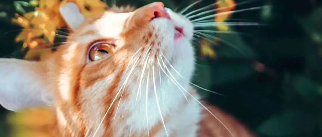 小橘猫暴雨天被困隧道，被收养后变身“警猫”...