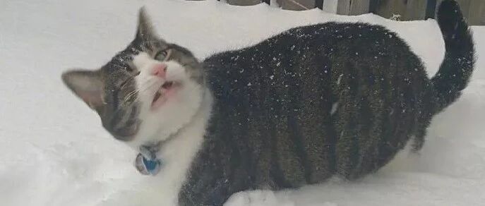 当没见过雪的南方猫，第一次见到下雪后...