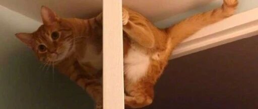 千万不要试图去了解一只小猫咪...哈哈哈哈哈哈