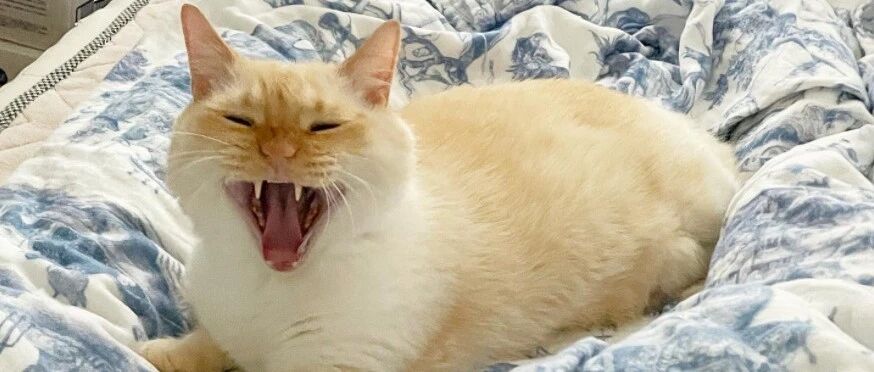 给猫拍了一张照片，猫看后跳起来就给了我一拳