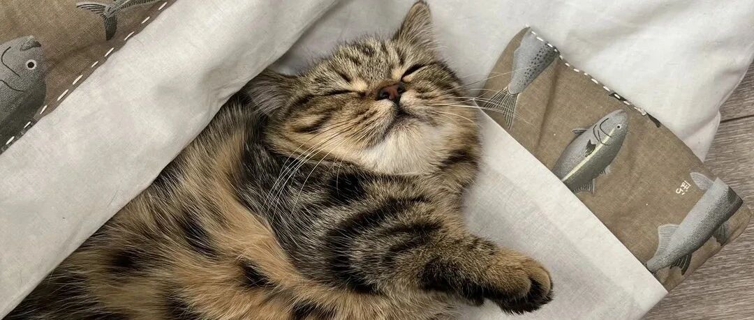 猫咪钻进专属小被窝，还自己掖好被角……萌到阿伟反复去世！