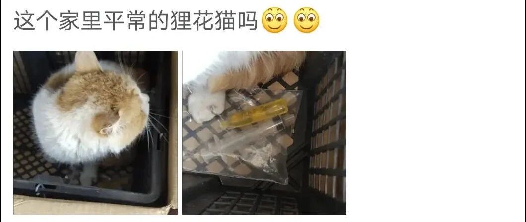 “宠物活体盲盒”仍在售卖？吸血盲盒何时休！