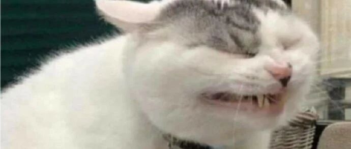 一组令人崩溃的猫片，一个比一个刺激...