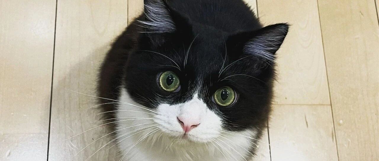 灵魂拷问：那些养奶牛猫的人后悔了吗？