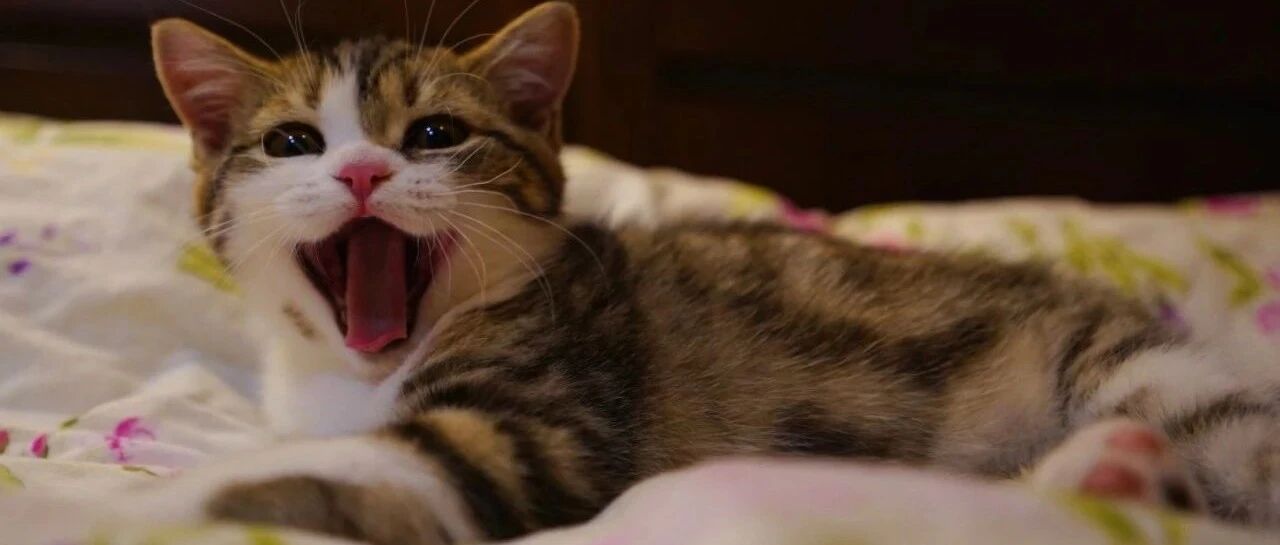 一咬牙花3000块给猫买了个“玩具”，但我不后悔...