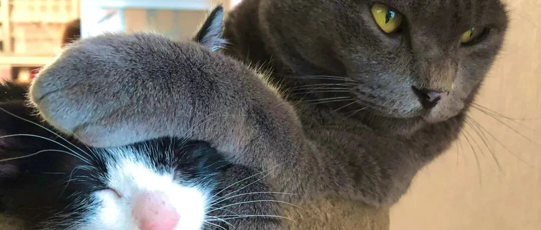 爆笑如雷了家人们，小猫咪为我吃醋原来是这个样子...