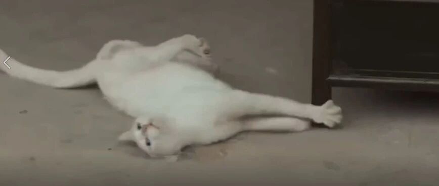 值得吗？为了拍几秒钟镜头，真的毒死了一只猫？