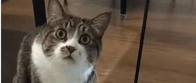 哈哈哈哈铲屎官好不容易做出自动逗猫棒，猫咪：你就给我玩这？