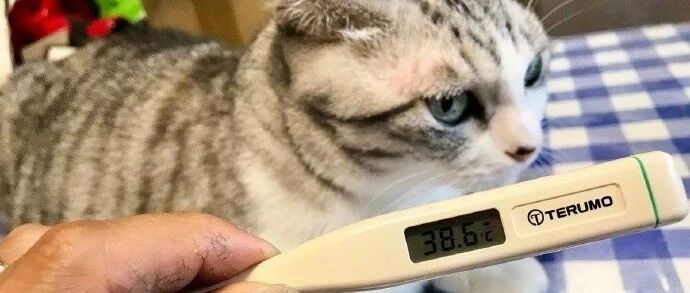 铲屎官好狗啊，竟然把猫咪用来干这种事……正常人根本想不到！