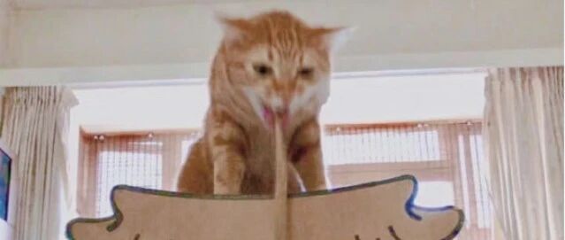 看完这些神奇的猫猫抓拍瞬间，我笑吐了哈哈哈哈哈哈