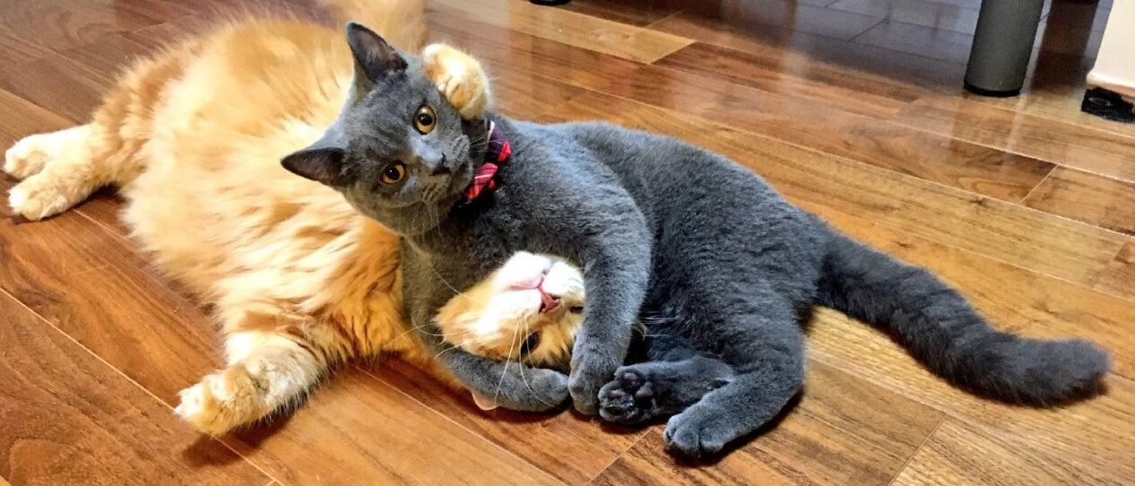 这一回，是橘猫彻底输了...