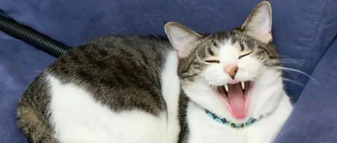 不努力就会变成女人的玩物？沙雕猫：我就爱吃软饭~