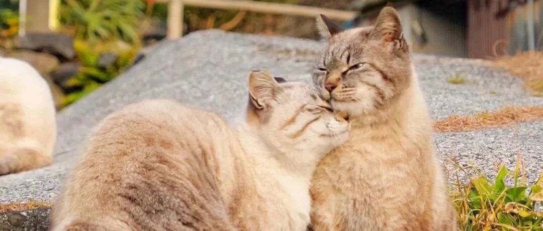 千万别养2只猫，否则房间全是恋爱的酸臭味！