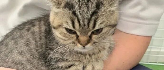 铲屎官才有的10个特征，快来对号入座