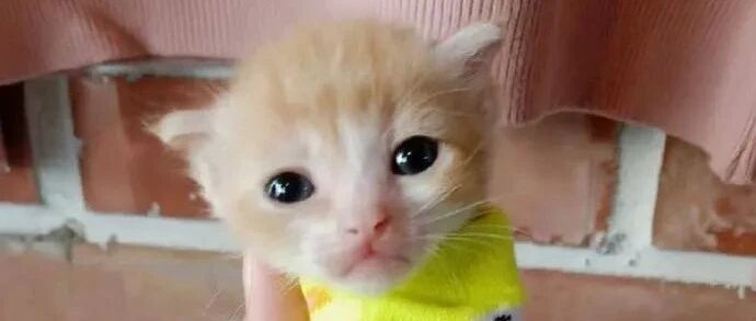 猫咪小时候vs长大后，这差距你敢认？