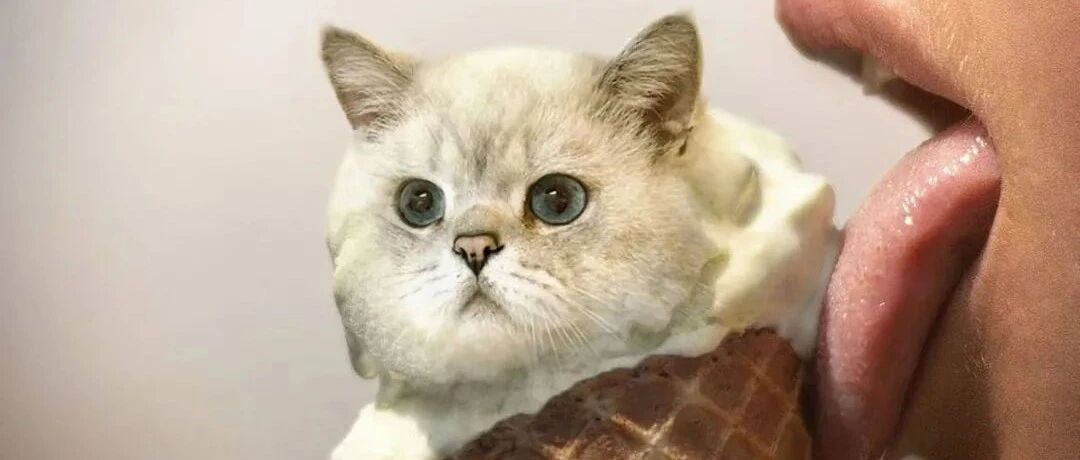 千万别让铲屎官学ps，猫会被玩儿坏的哈哈哈！