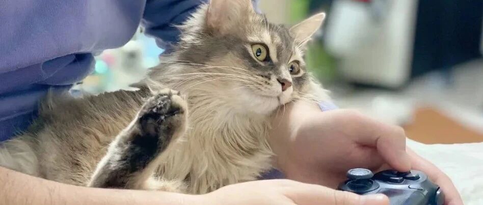 猫咪误入男寝，一群猛男如获至宝，激动到尖叫！