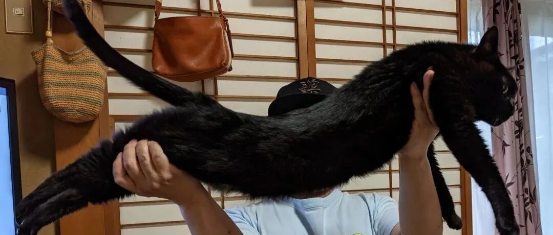 警告！腿短的猫咪可别看这些，会羡慕死的！