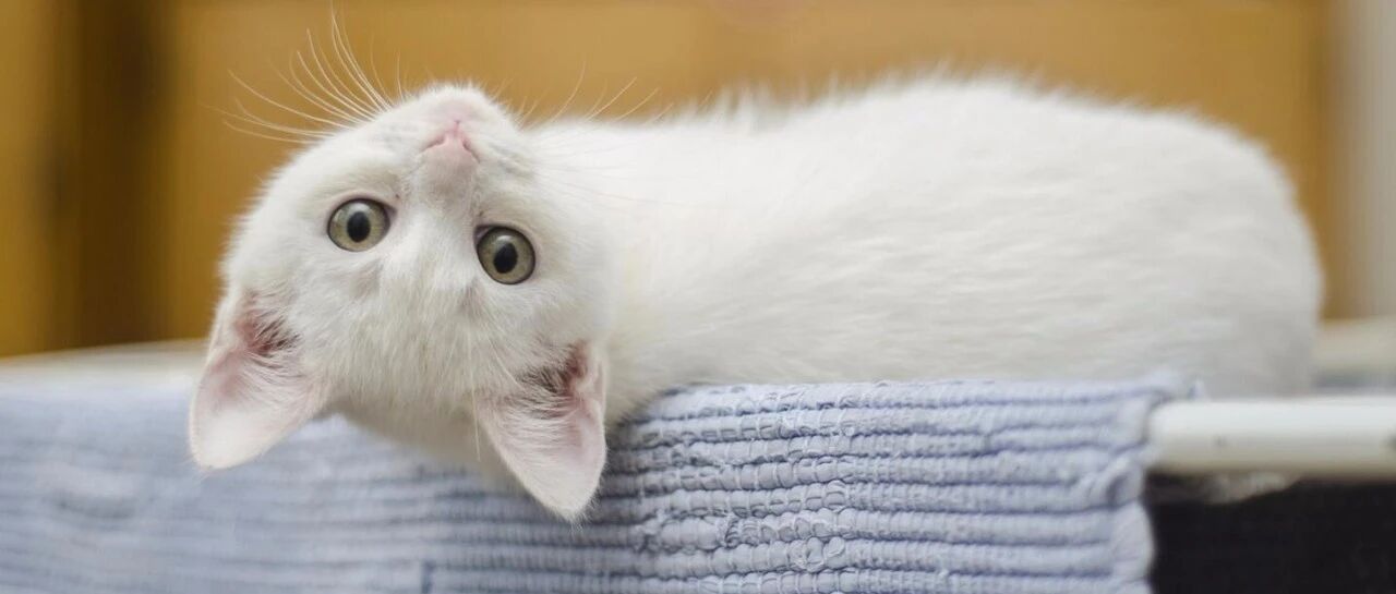 老板“壕”！国货之光豆柴猫粮1元送，还要承包你家一年猫粮！