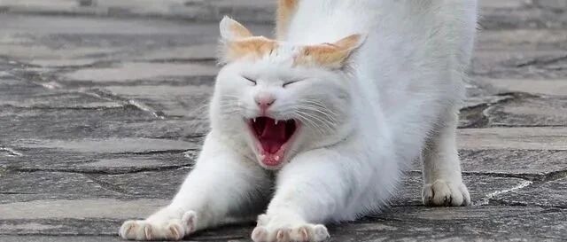 猫屁股上有个神秘开关，一打开就爽到飞起