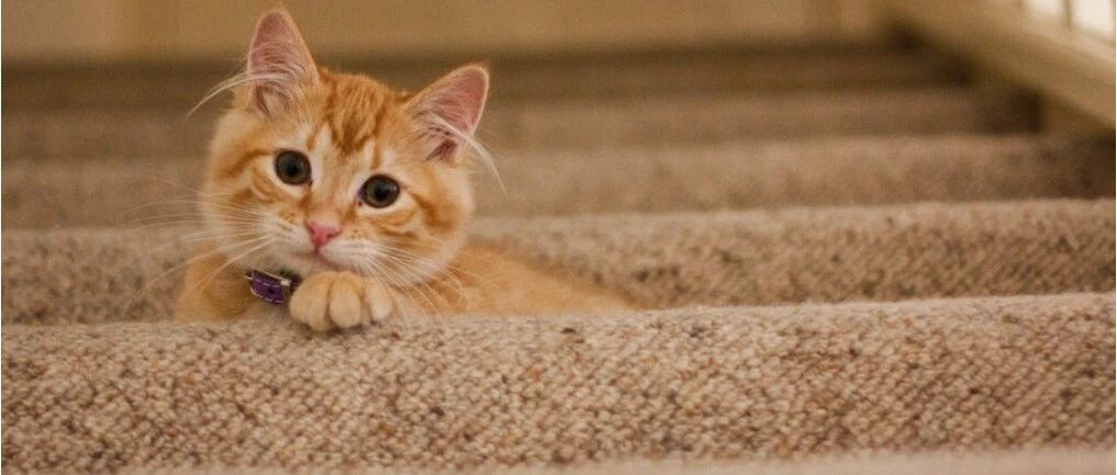 独居女生千万不要养猫...