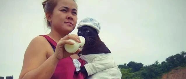 这只猫用实际行动证明：我也还是个宝宝...