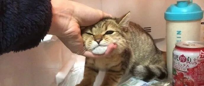 我养的猫，脾气比生产队的驴还要倔...