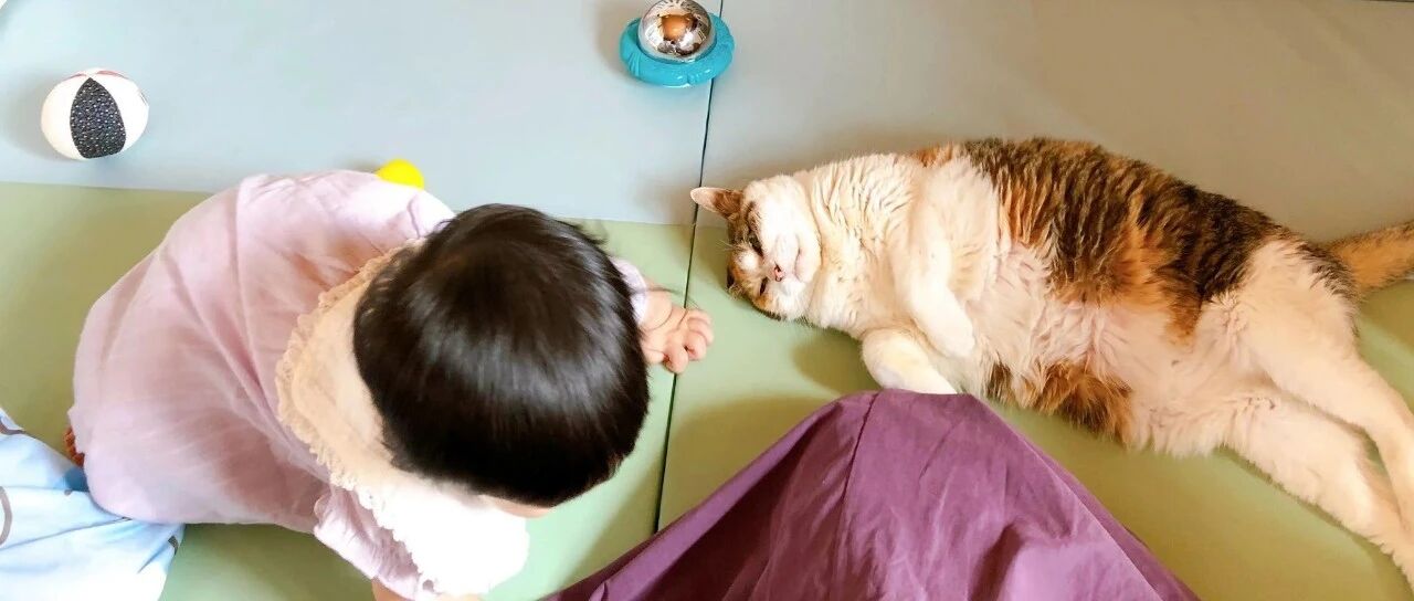都说了养猫不要生小孩，不然猫咪真的会很累……