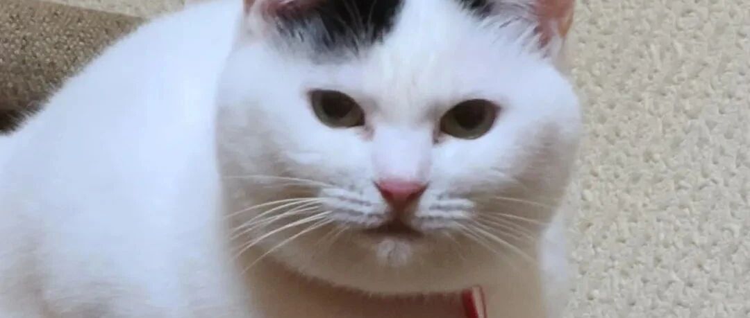 猫咪变猫猪有多快？“嘭”地一下就膨胀了！