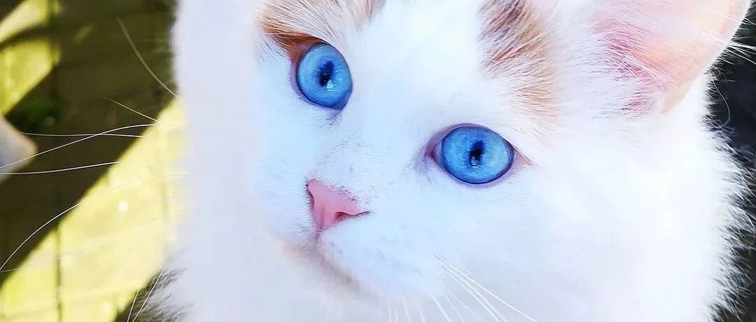 9个有趣的猫咪冷知识，你都知道吗？