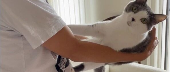 昨天，一心想抱猫的老爸和坚决不想被抱的猫展开了一场拉锯战...