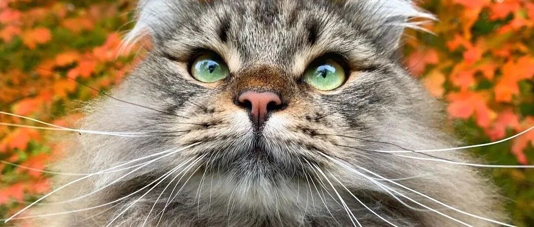 连俄罗斯的猫也被制裁，网友：这个笑话把我笑yue了