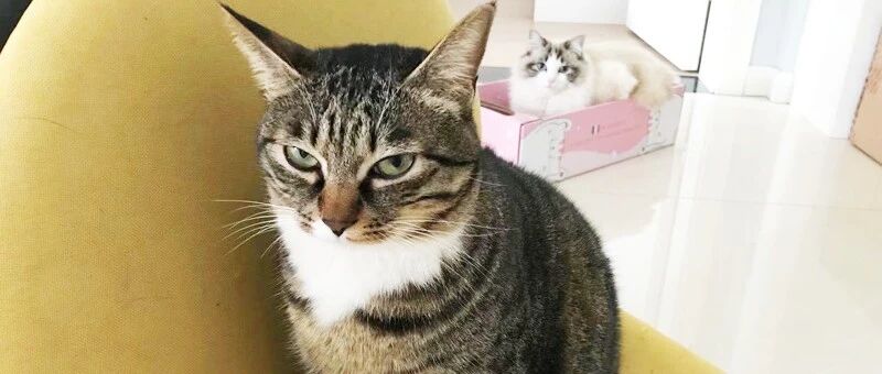 当我当着猫的面叫她一声“傻猫”，她的眼神...