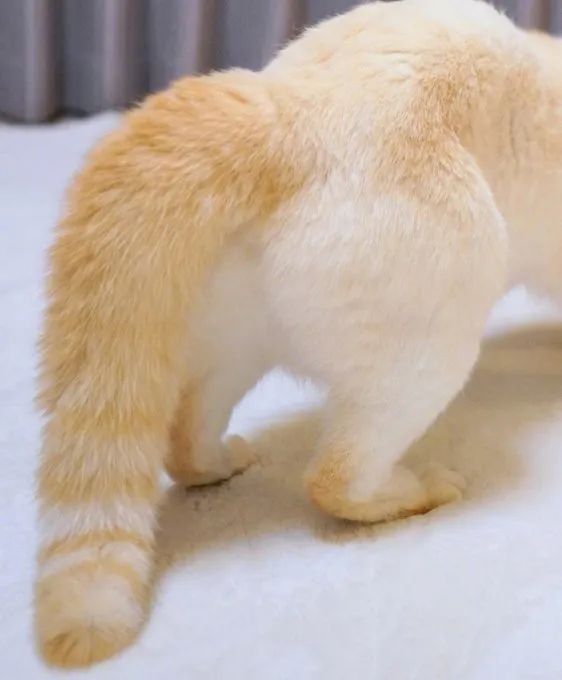 原来,猫咪也是有蜜桃臀的...-微信头条网 原来,猫咪也是有蜜桃臀的...