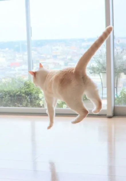 原来,猫咪也是有蜜桃臀的...-微信头条网 原来,猫咪也是有蜜桃臀的...