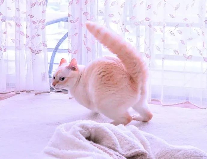 原来,猫咪也是有蜜桃臀的...-微信头条网 原来,猫咪也是有蜜桃臀的...