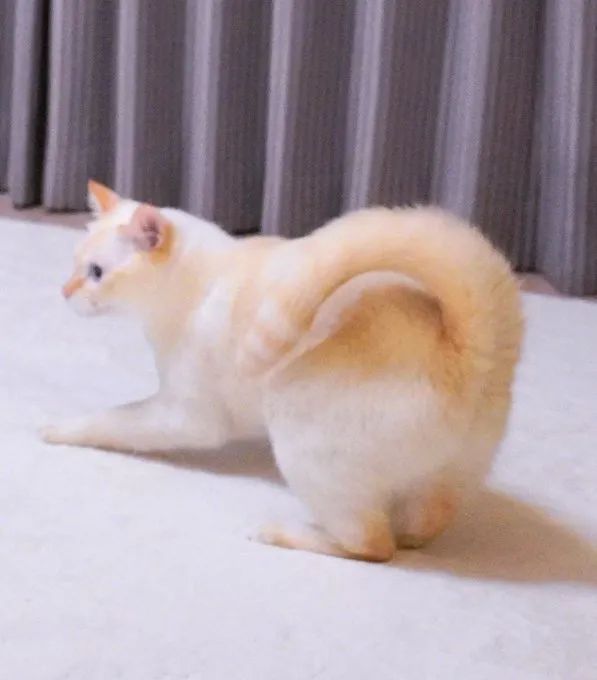 原来,猫咪也是有蜜桃臀的...-微信头条网 原来,猫咪也是有蜜桃臀的...