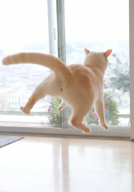 原来,猫咪也是有蜜桃臀的...-微信头条网 原来,猫咪也是有蜜桃臀的...