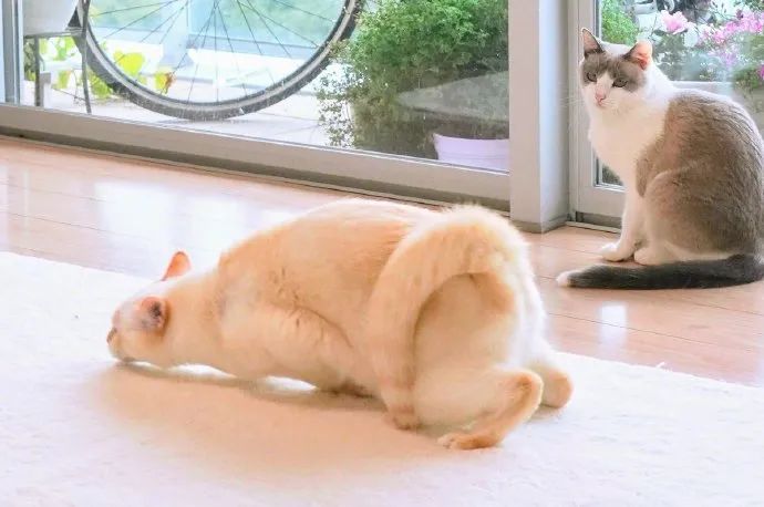 原来,猫咪也是有蜜桃臀的...-微信头条网 原来,猫咪也是有蜜桃臀的...
